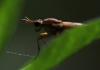 Ilione albiseta